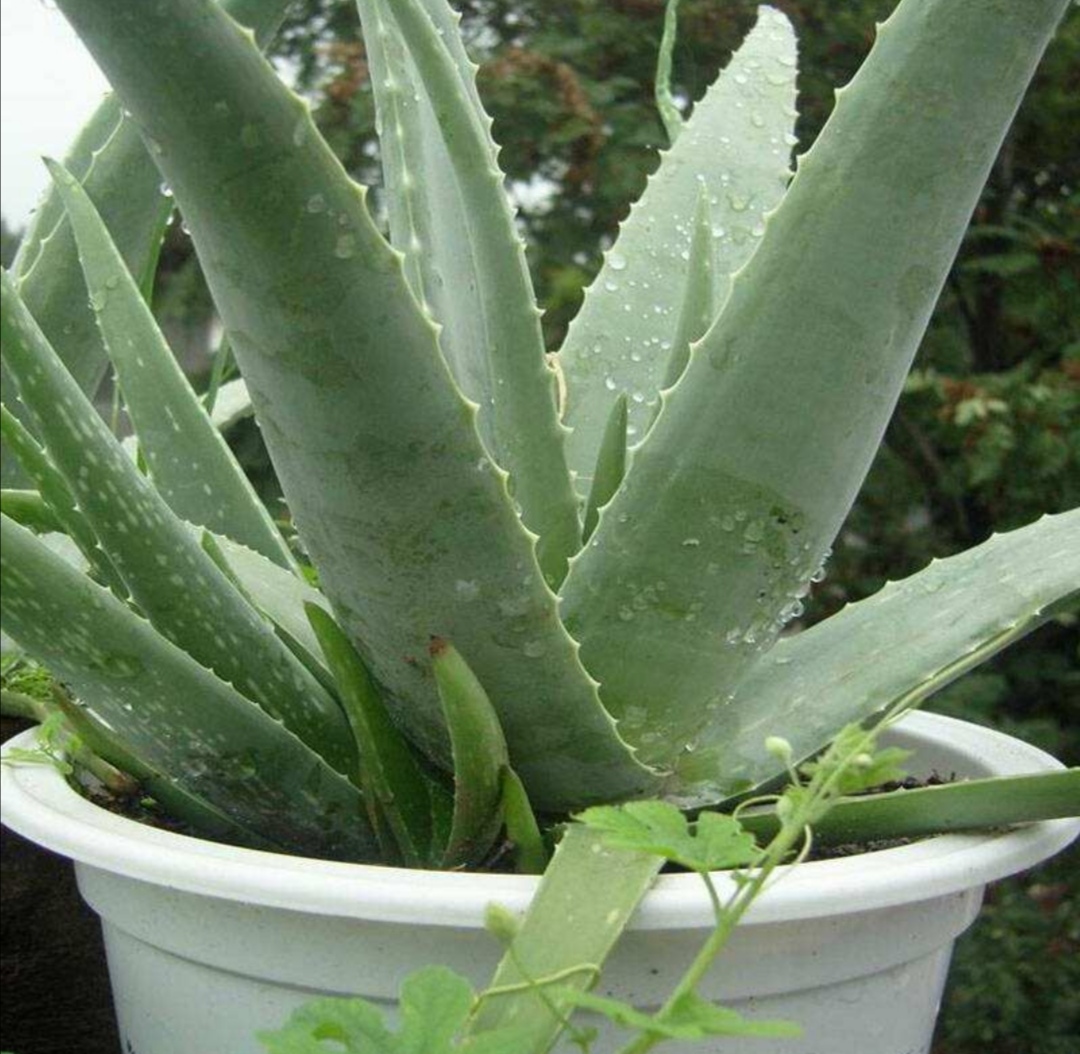 植株对光照的要求芦荟是喜光植物,在光照充足的条件下,茎叶饱满,颜色