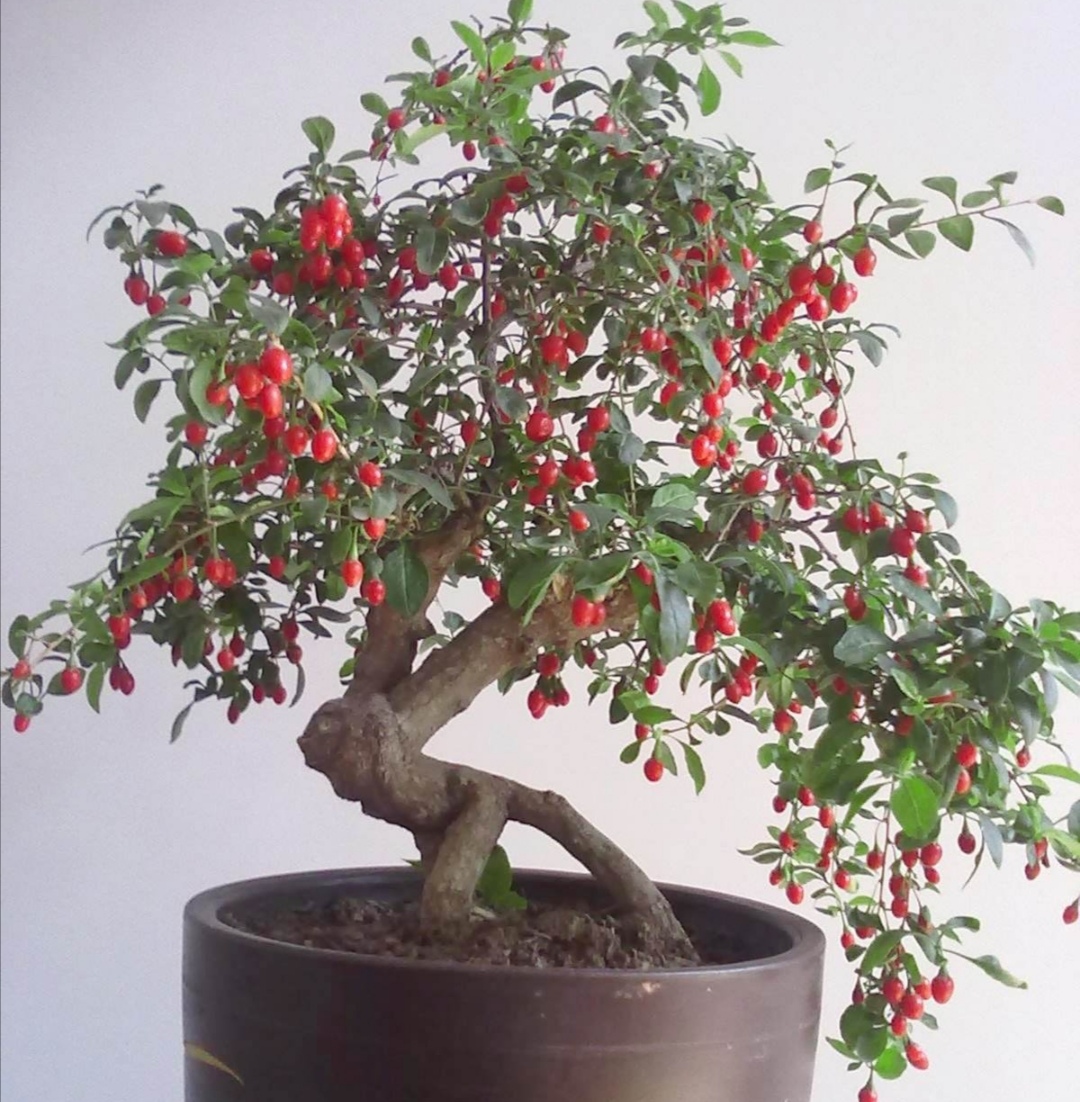 养枸杞盆景做好4个小细节满树红艳小果惹人喜爱