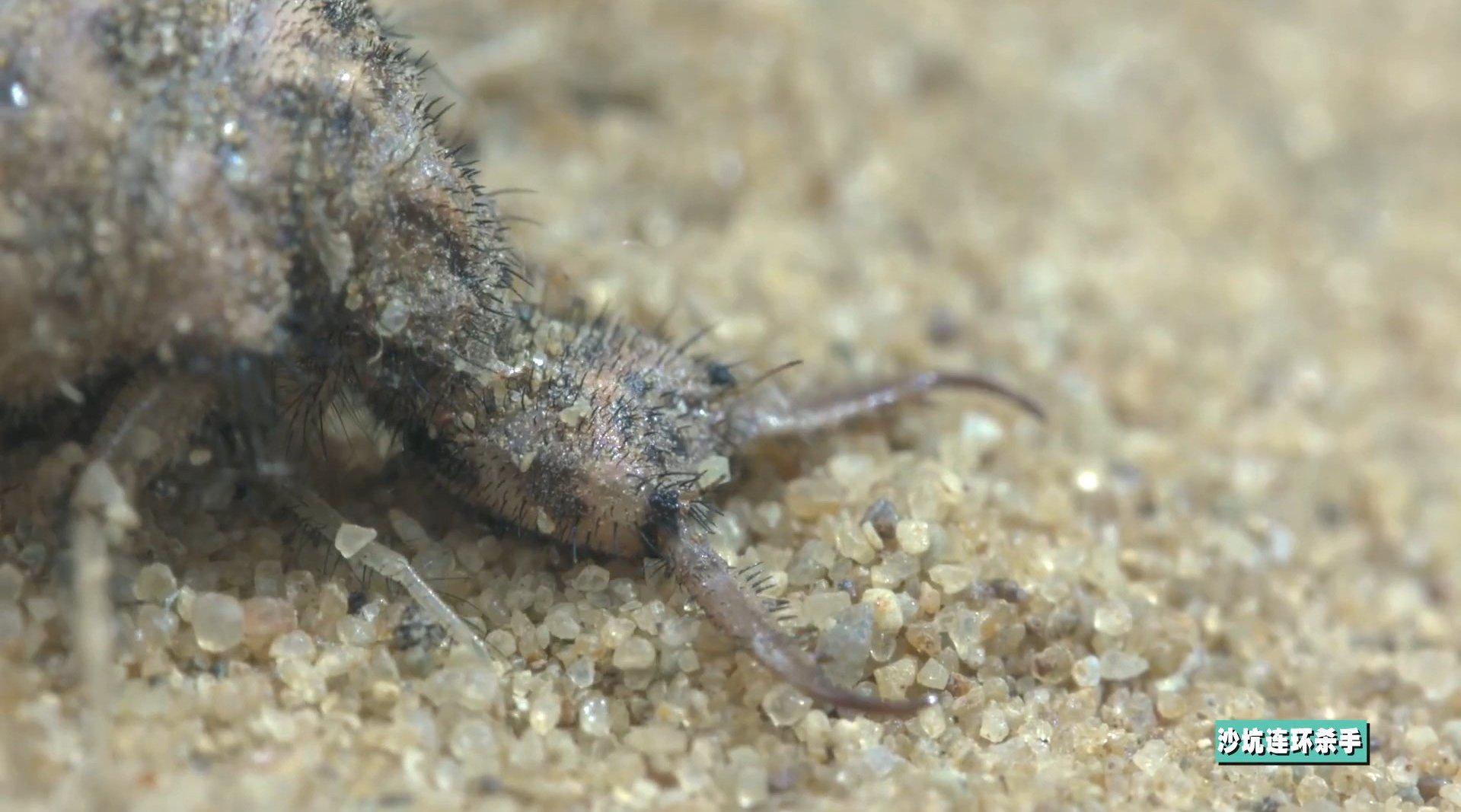 冷血连环杀手 蚁狮 this antlion is a devious, cold-blooded killer