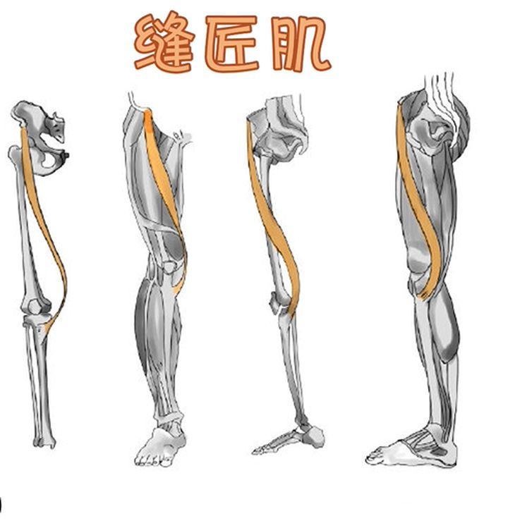 缝匠肌在男性跟女性的腿部都有很好的体现使得大腿内侧中间更像是被