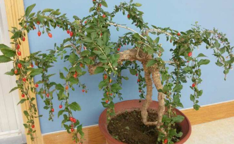 养枸杞盆景做好4个小细节满树红艳小果惹人喜爱