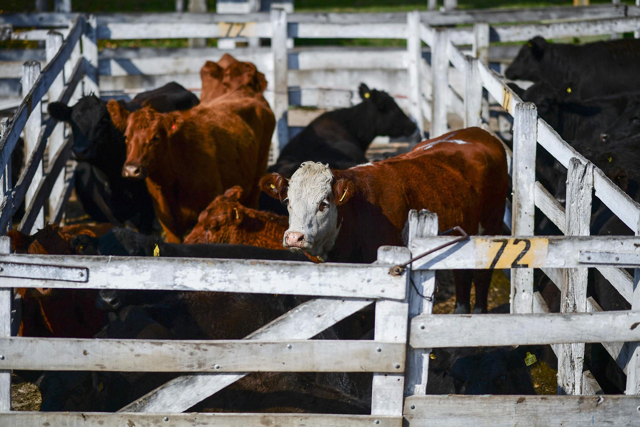 阿根廷暂停牛肉出口以抑制国内牛肉价格上涨