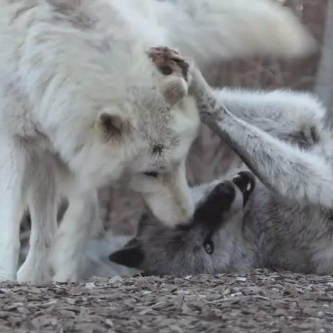 黑狼和白狼的调情现场,好好磕 代入我的cp这不就是在doi!