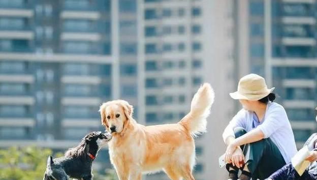 为什么这一届的年轻人越来越爱养狗这几点原因说中你了吗