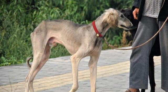 山东细犬,为何鲜少有人养?您知道这只中华田园犬吗?