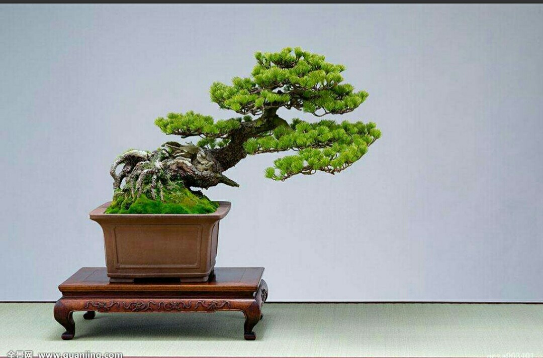 给树木山石盆景种上碧绿苔藓更生动自然