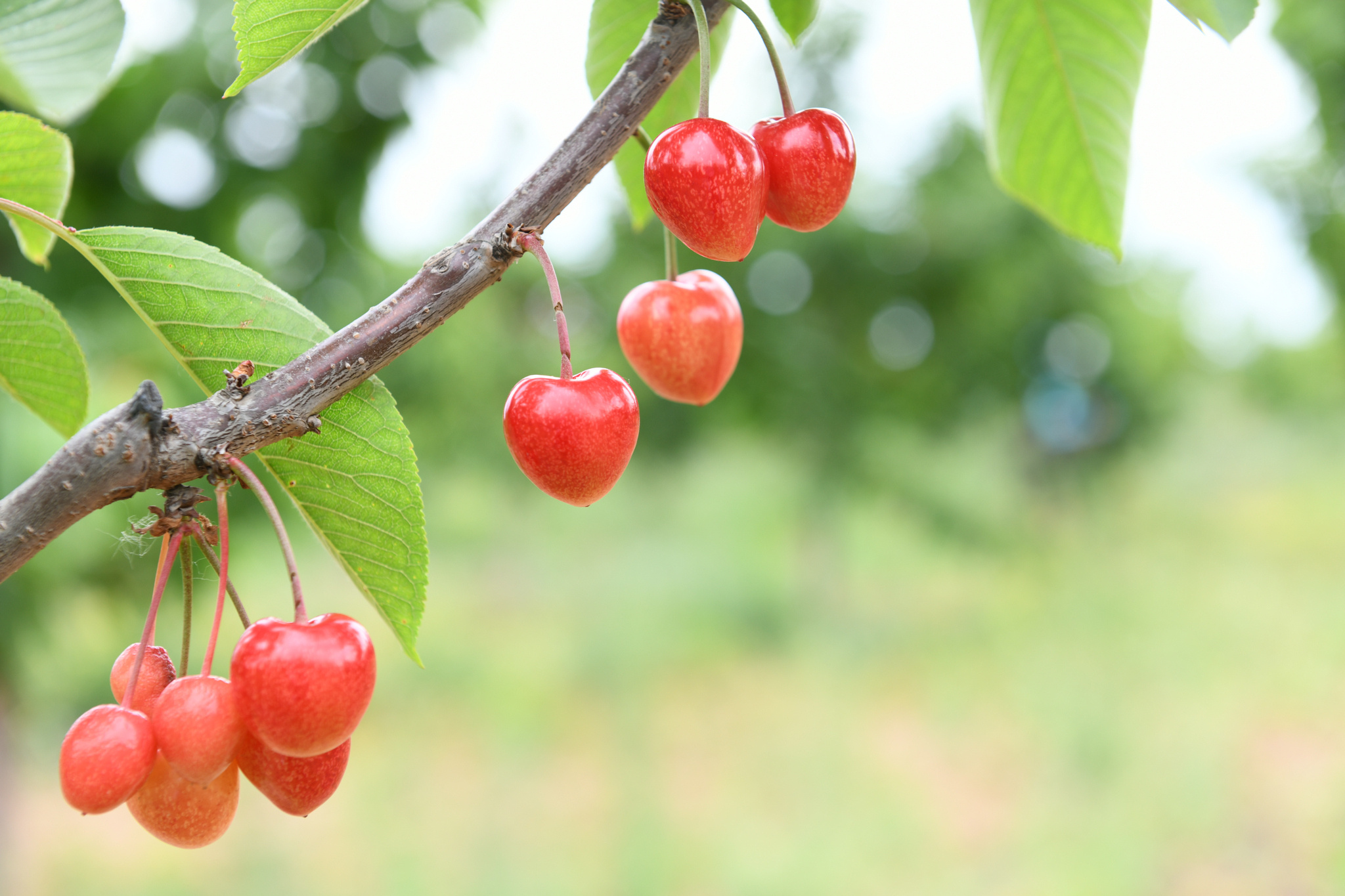 铜川黄土地上的甜美风景