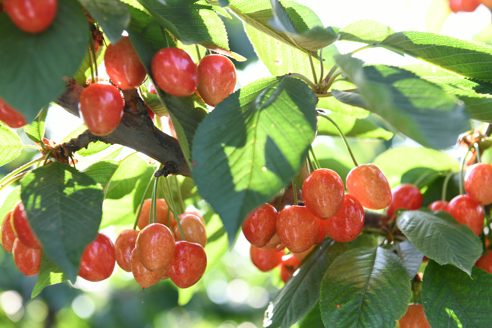 一棵棵红色的樱桃成为乡间最美最甜的风景,走进铜川新区附近的润盈种
