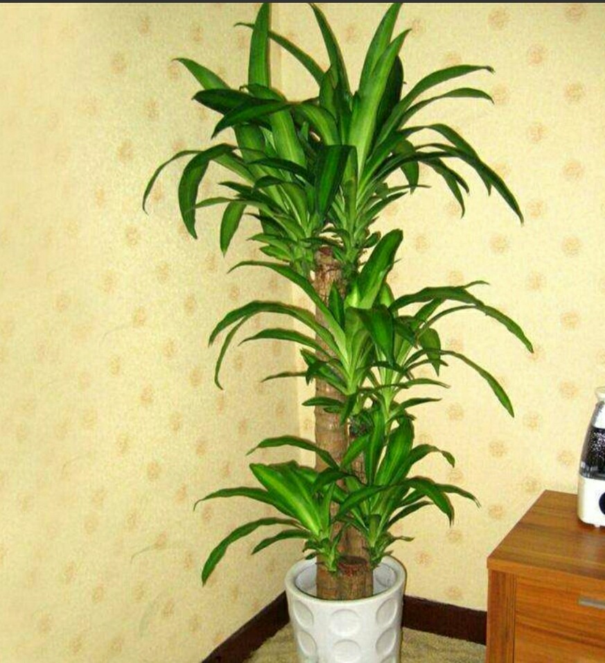 家中客厅还没有养绿植的朋友,可以选择一种喜爱的植物花卉,摆放在客厅