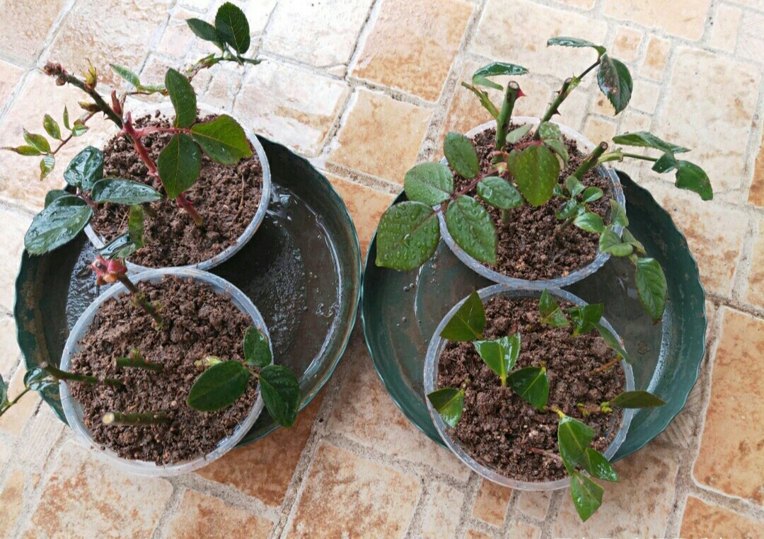 扦插月季加1种水,不黑杆,发根快,有效提高成活率!