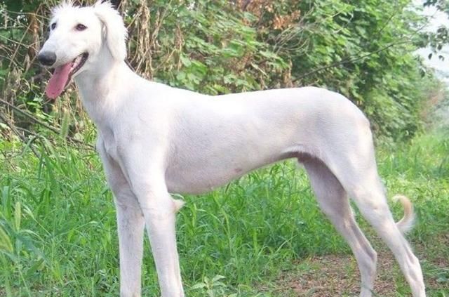 山东细犬,为何鲜少有人养?您知道这只中华田园犬吗?
