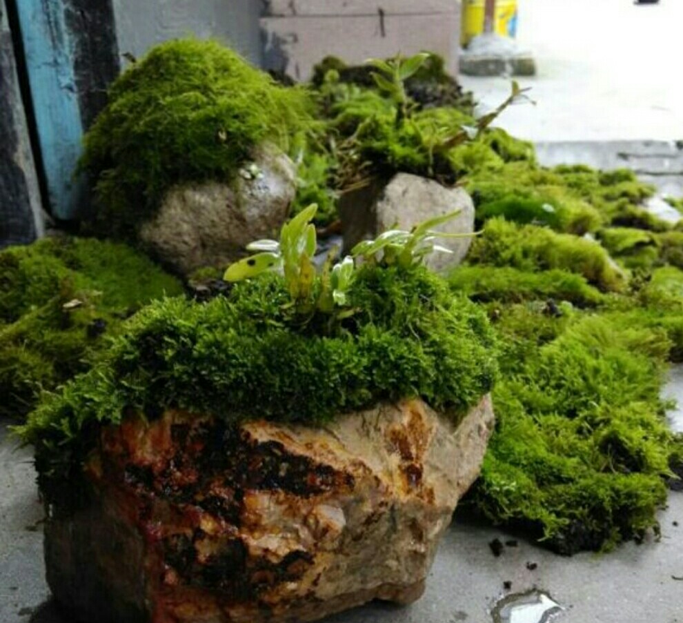 给树木山石盆景种上碧绿苔藓更生动自然