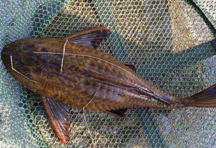 但是却掉出了这样的一条鱼,只见那条怪鱼身上的花纹棕黑相间,并且鳞片