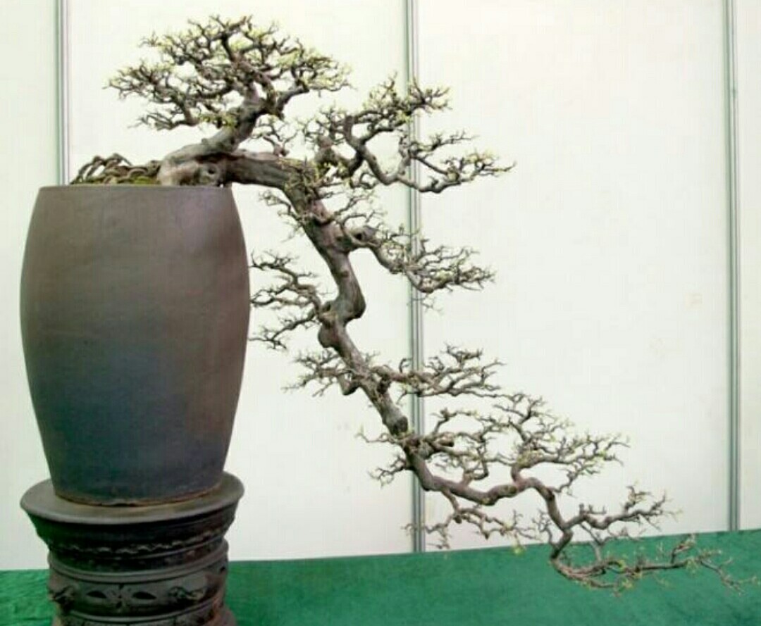 树木盆景,如何才能做出险峻的悬崖形式?|主干|盆景|悬崖_新浪新闻