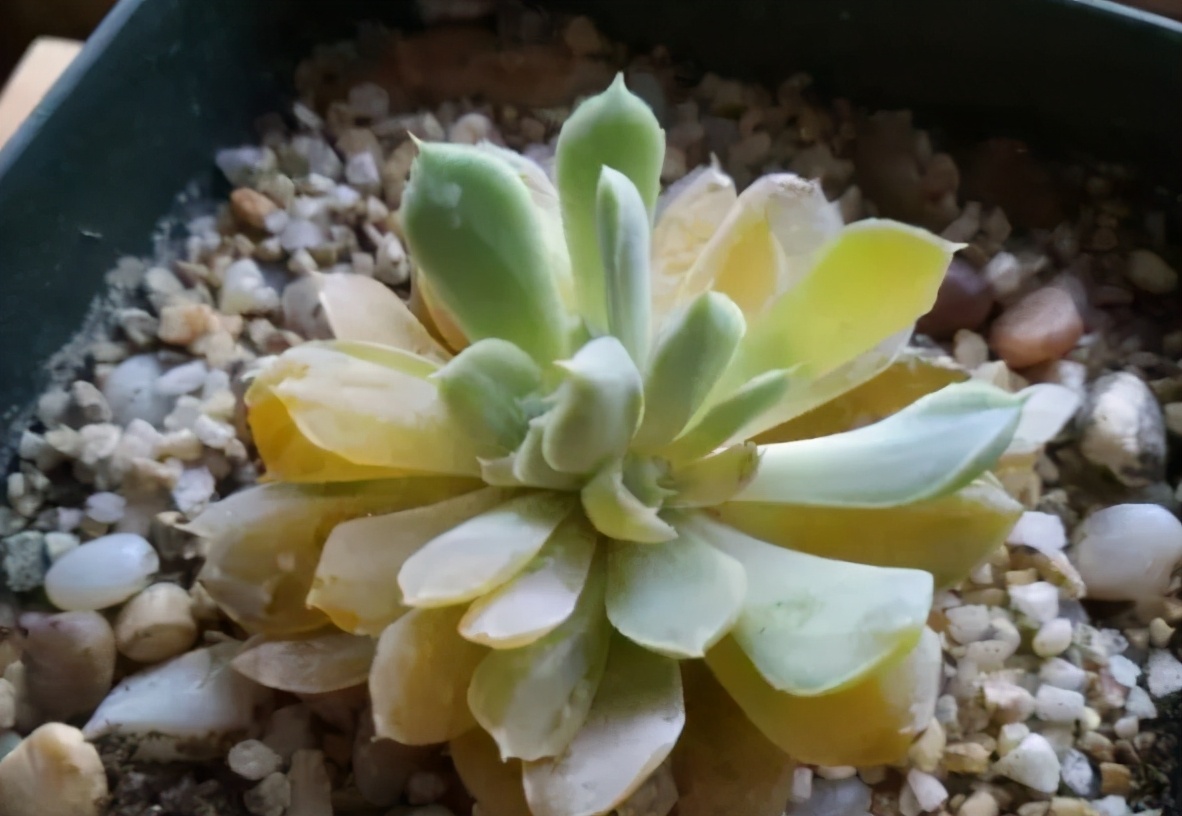 多肉化水的原因并不是高温关键是这2点一定要改善