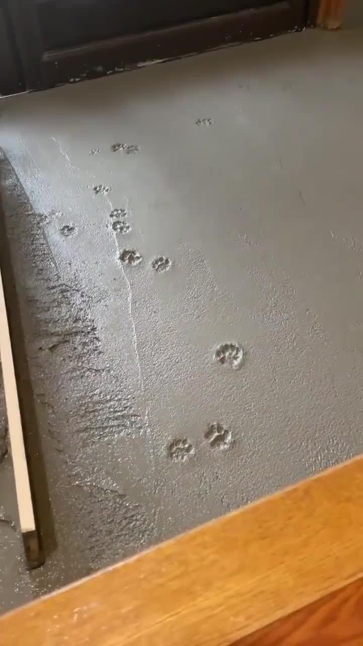 水泥还没干,猫咪就过去踩了一些梅花印,还被逮了个正着!