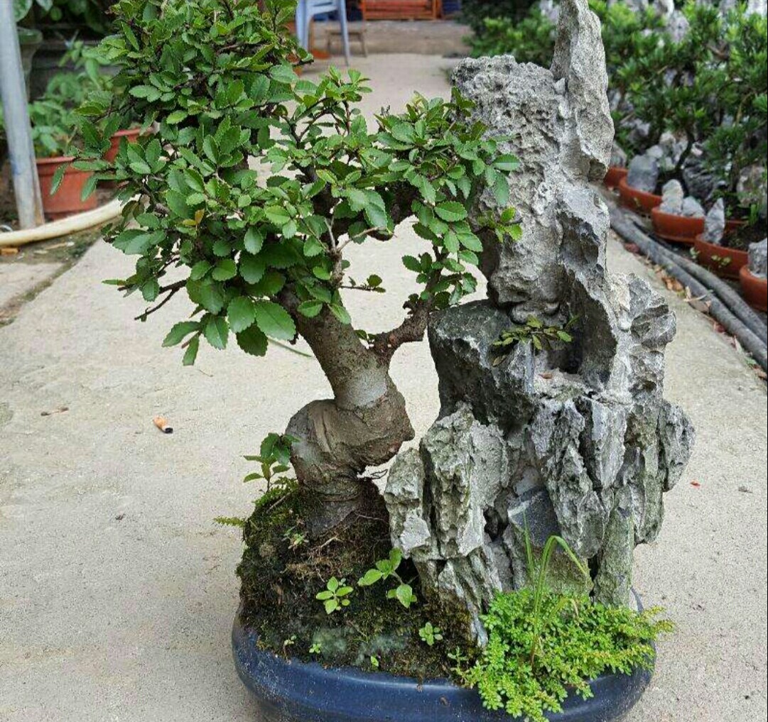 农村有很多漂亮的植物做成盆景后野趣横生好有自然韵味