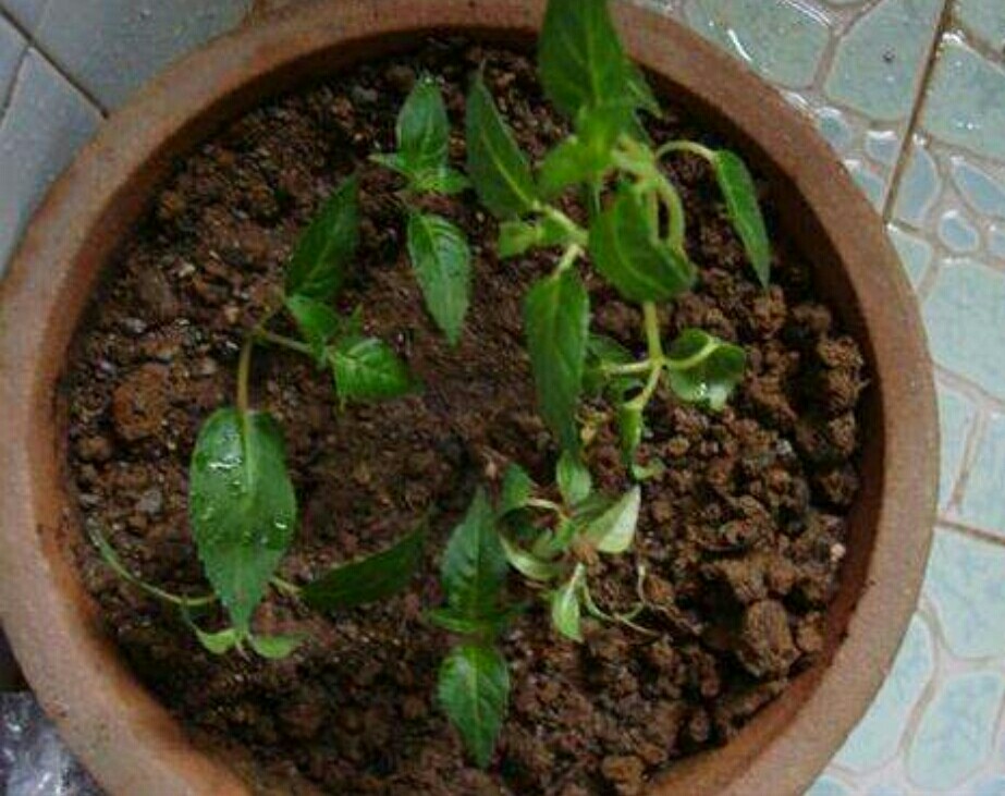 漂亮的"灯笼花",好看又好养,让你家阳台挂满"小灯笼"!