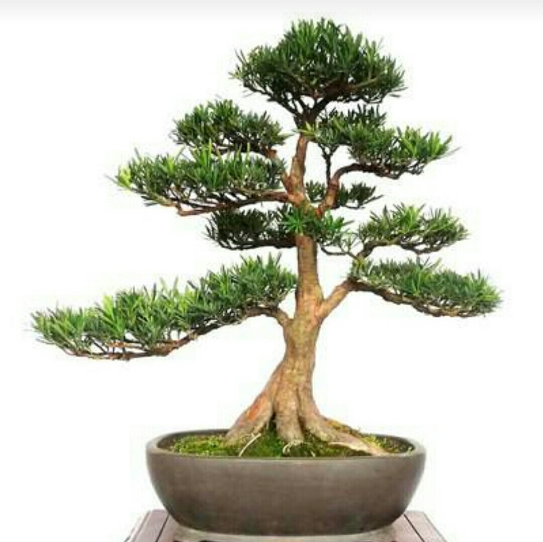 养罗汉松盆景,怎样养出优美树形,增加观赏性!