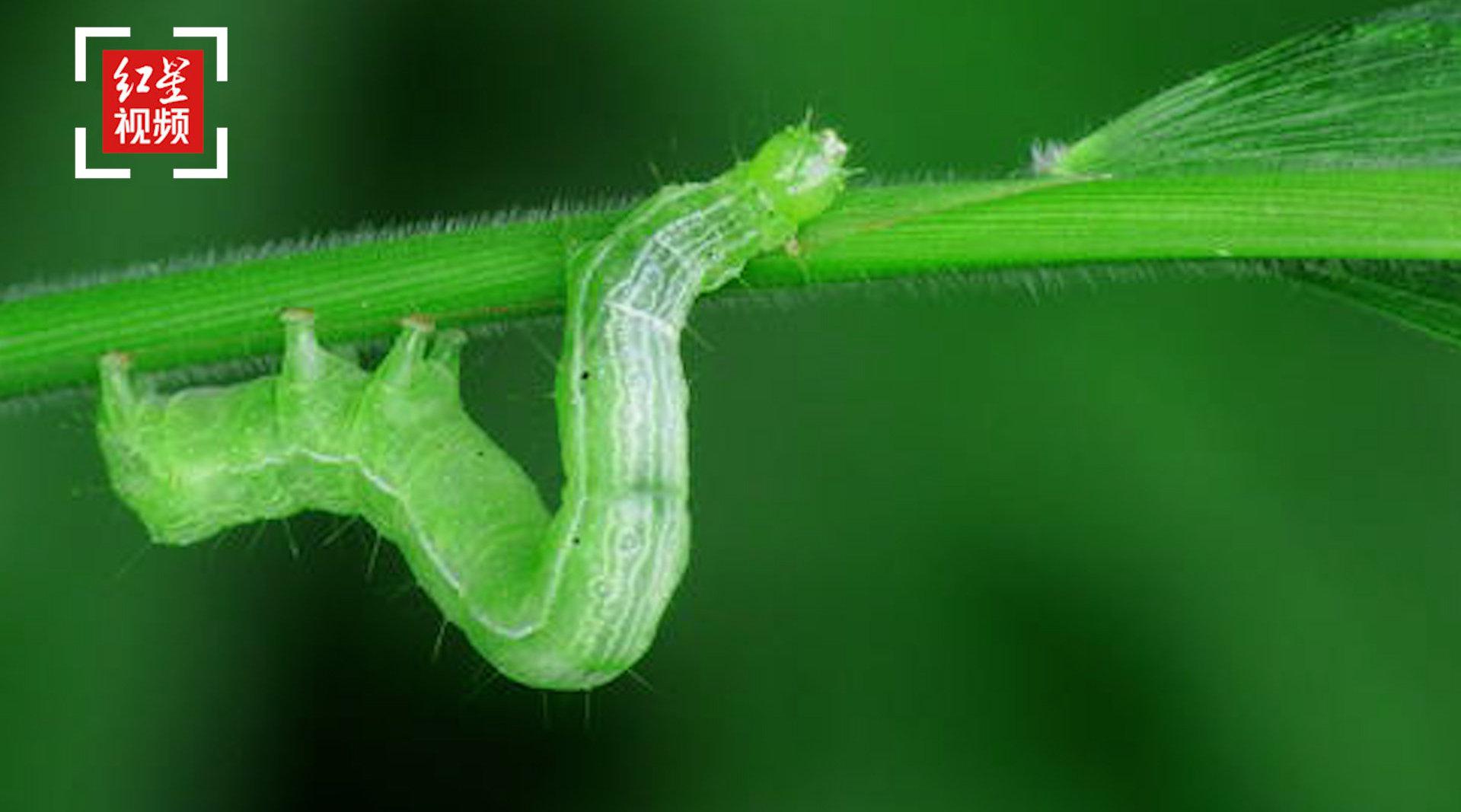 "八角之乡"广西藤县古龙镇遭遇尺蠖虫害