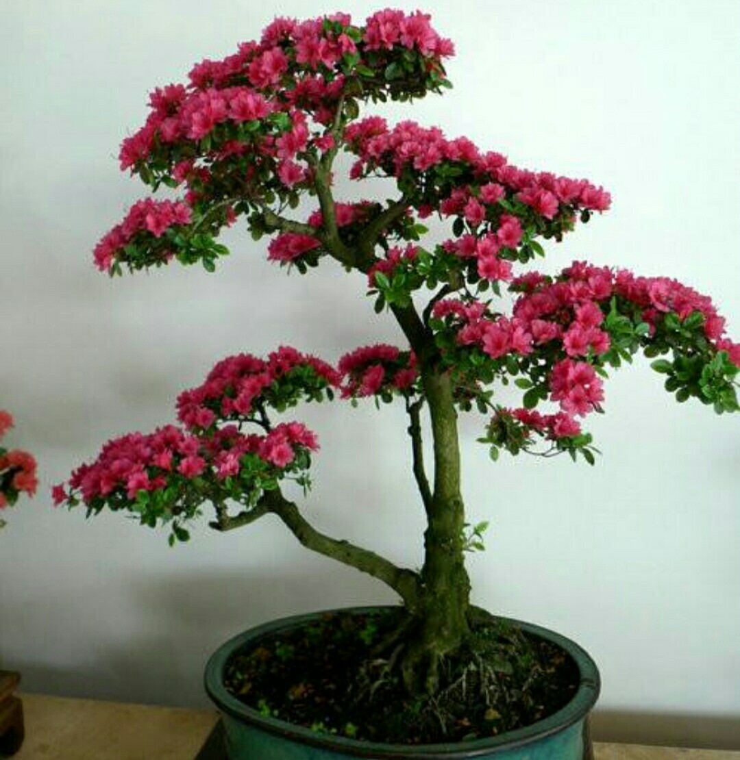 杜鹃花的养殖方法和注意事项盆栽(杜鹃花的养殖方法和注意事项盆栽