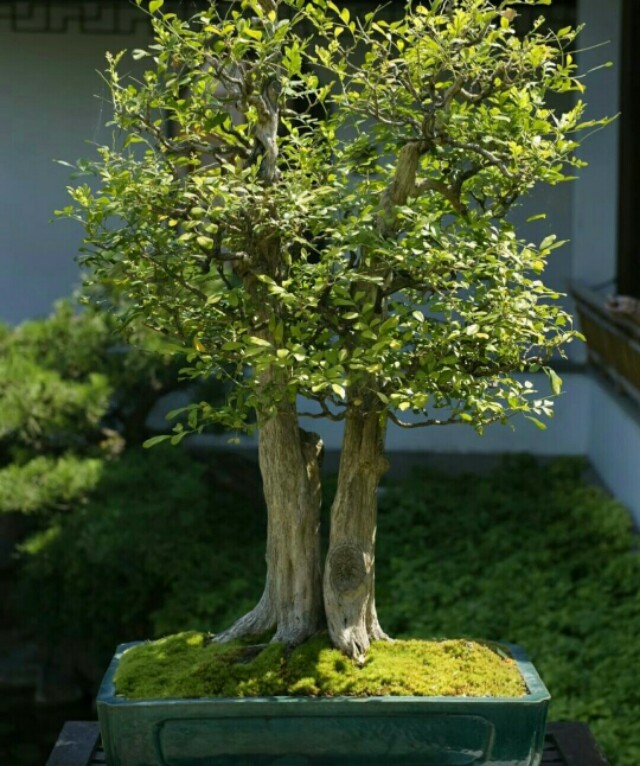 给树木山石盆景种上碧绿苔藓更生动自然
