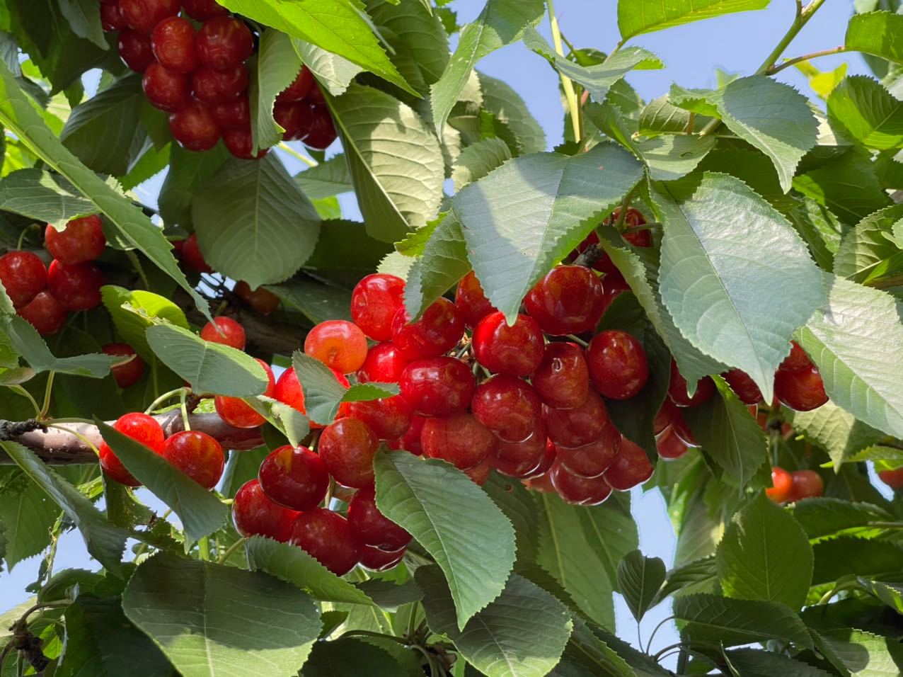 开园啦!铜川樱桃采摘尝鲜正当时,周末约起