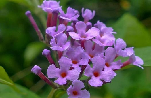 家养此款花卉,养一盆香飘满屋,幽香四溢|醉鱼草|金银花|富厚_新浪新闻