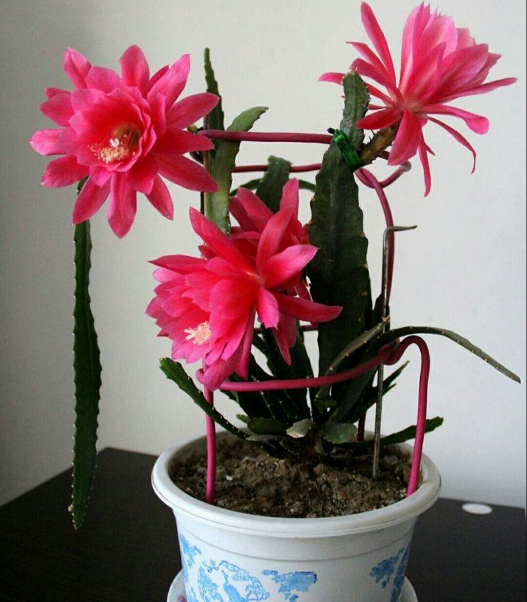 令箭荷花养殖绝招(令箭荷花长的三棱枝条怎么办)