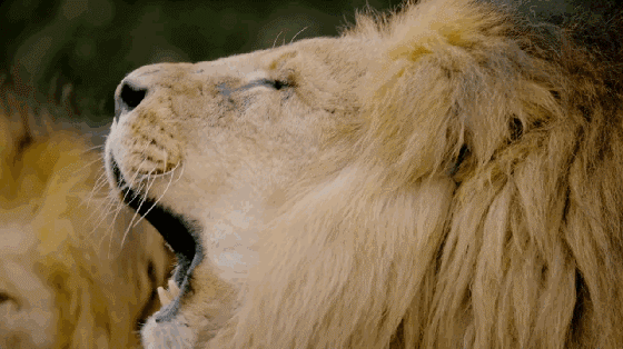 狮子是动物园比较受欢迎的动物,狮子是群居动物,在野外狮群是由数只