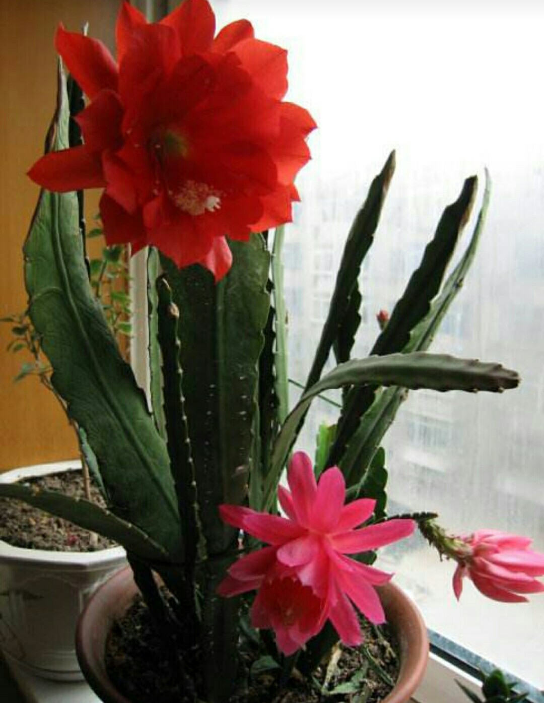 令箭荷花|基质|养护_新浪新闻