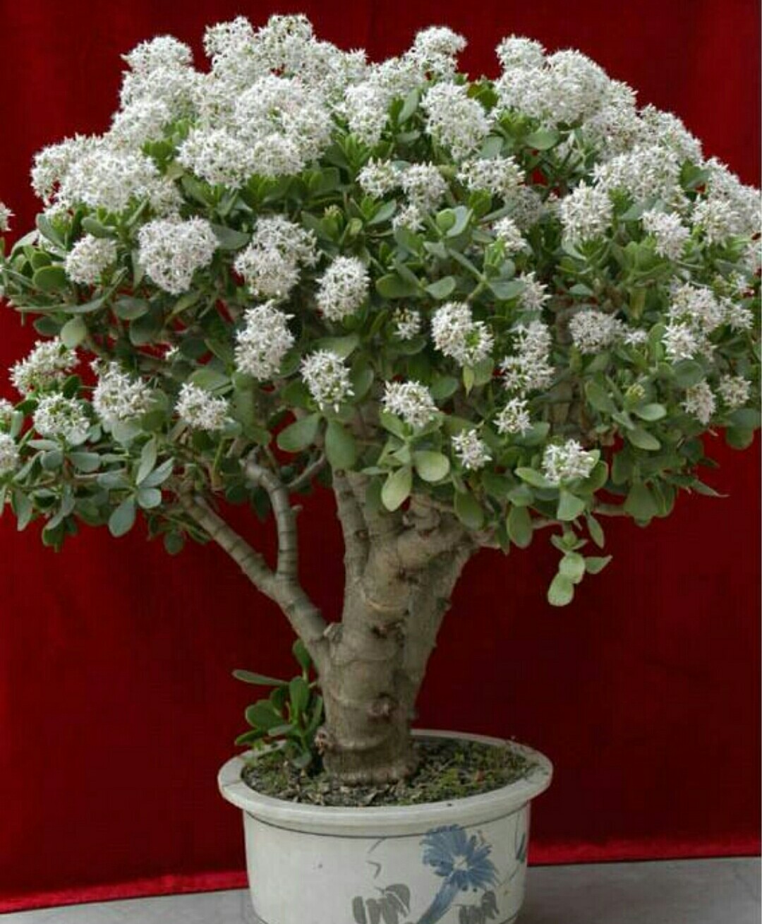 玉树开花条件想要让玉树开花需要具备一定的养护条件,对它细心的养护