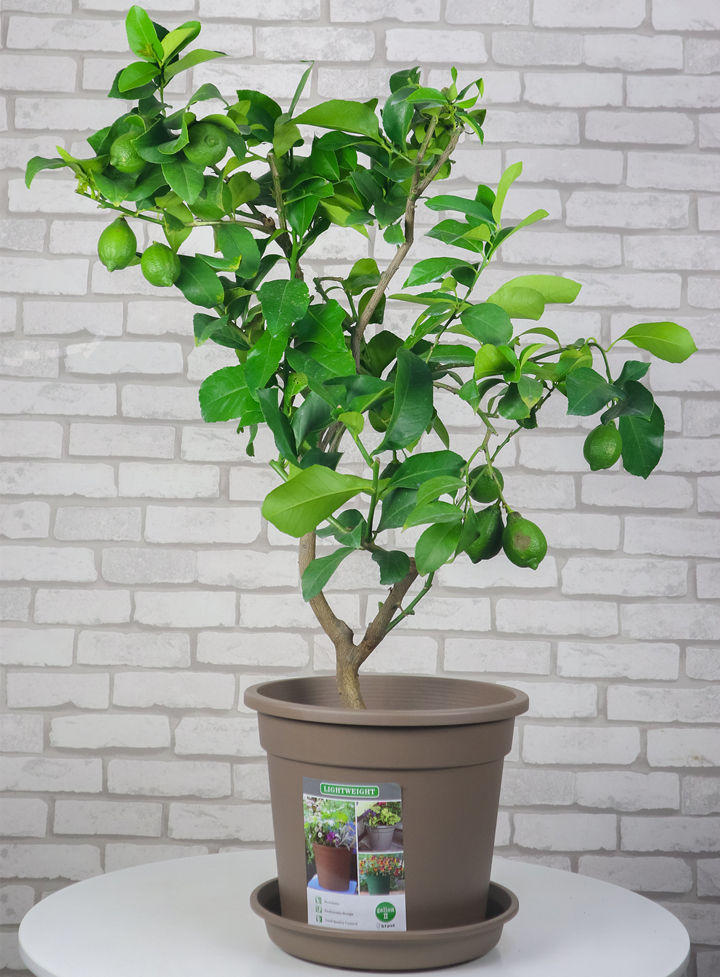 在家种棵柠檬树,轻松易活,味道清香,还能想吃就吃!