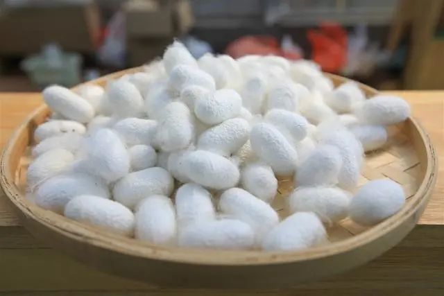 明日小满节气蚕宝宝可能没想到它的蚕丝可以制成艺术品