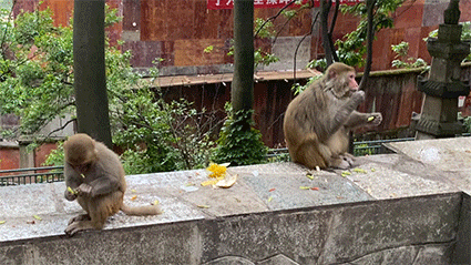 而且一路上都会偶遇猴子,高矮胖瘦啥子都有,切记拿好手中的食物,都是