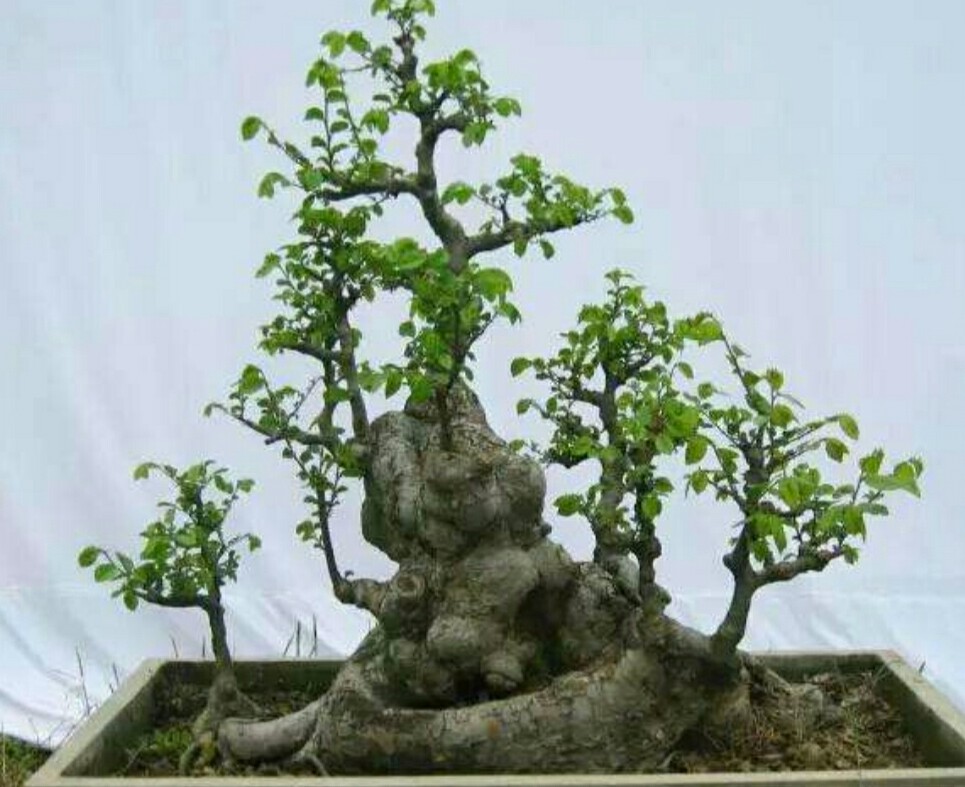 怎样才能把野榆树疙瘩制作成漂亮的盆景