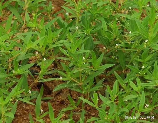 农村这种野草很常见其药用价值很高是很稀罕的中草药