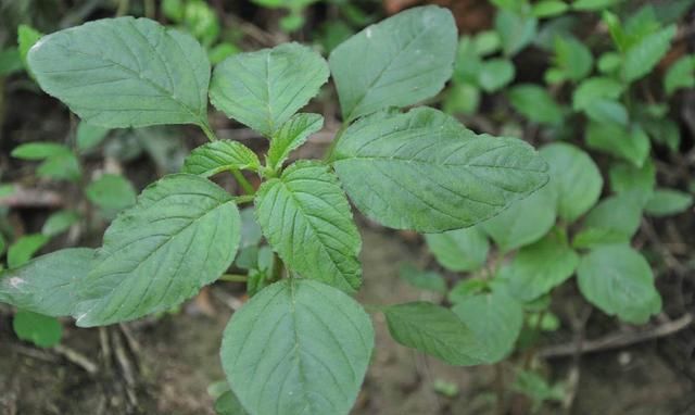 你小时候吃过哪些野菜