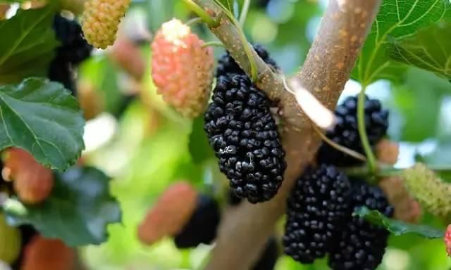 5月的闽清,日渐长,果渐熟,风吹麦浪知小满|闽清|波斯菊|杨梅_新浪新闻