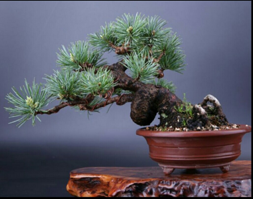 五针松对生长环境要求苛刻如何才能养好五针松盆景呢