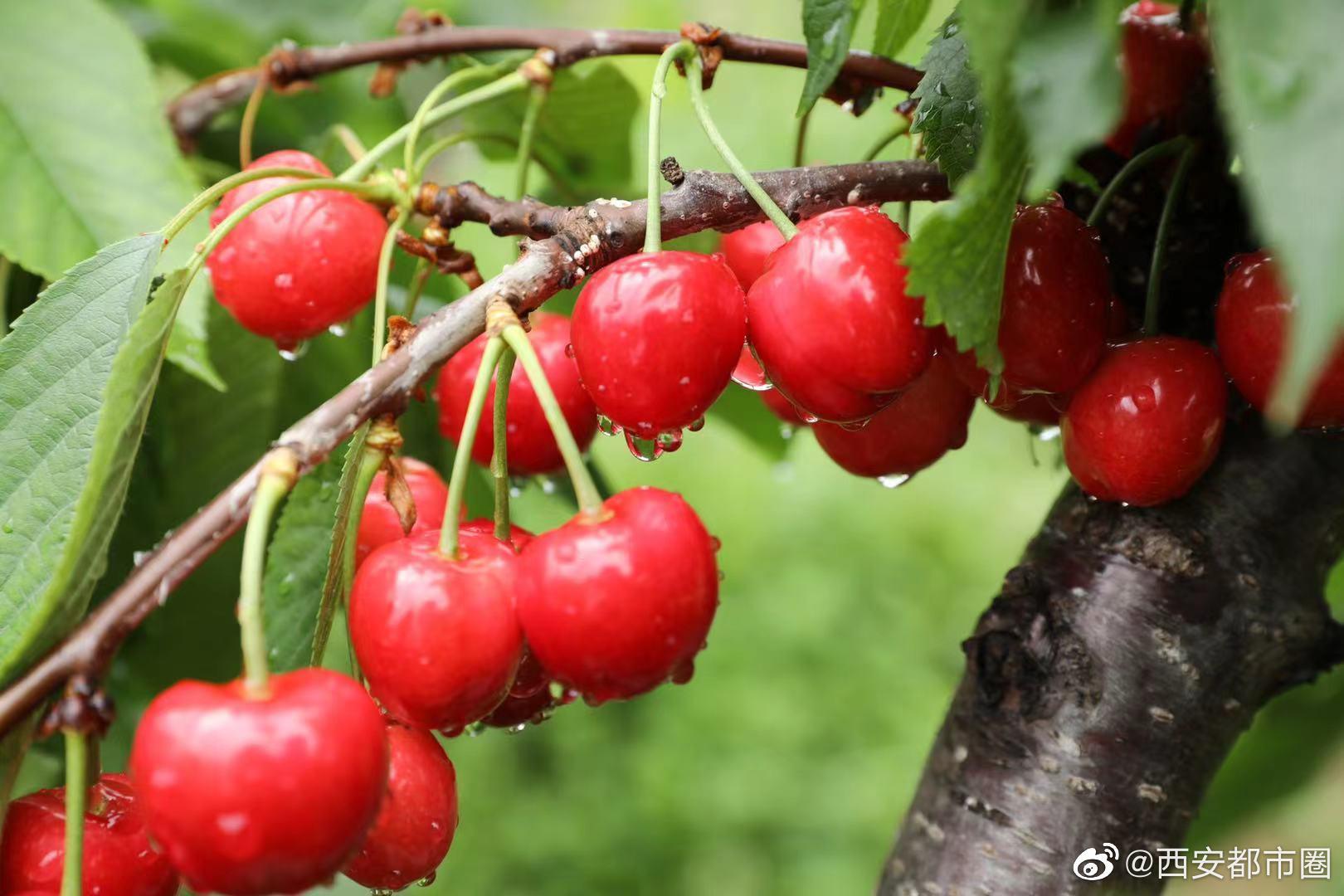 樱桃因其早熟味美稀有被誉为春果第一枝