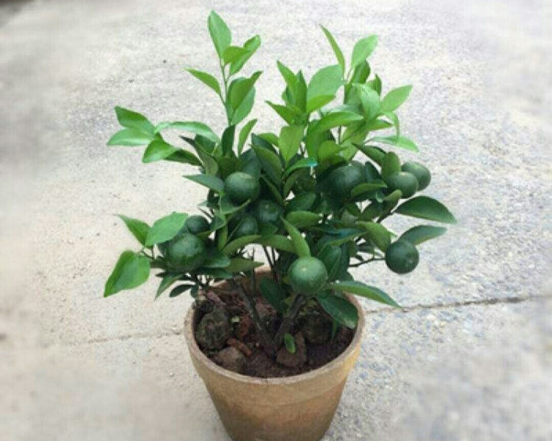 盆栽小金桔养护好了桔子年年挂满枝头