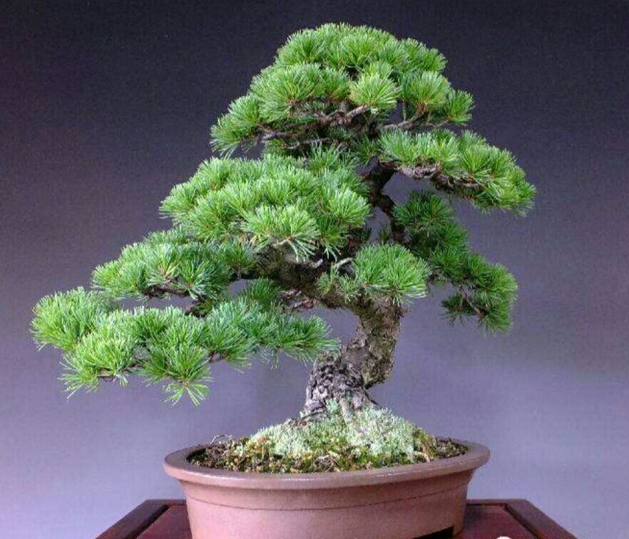 五针松对生长环境要求苛刻如何才能养好五针松盆景呢