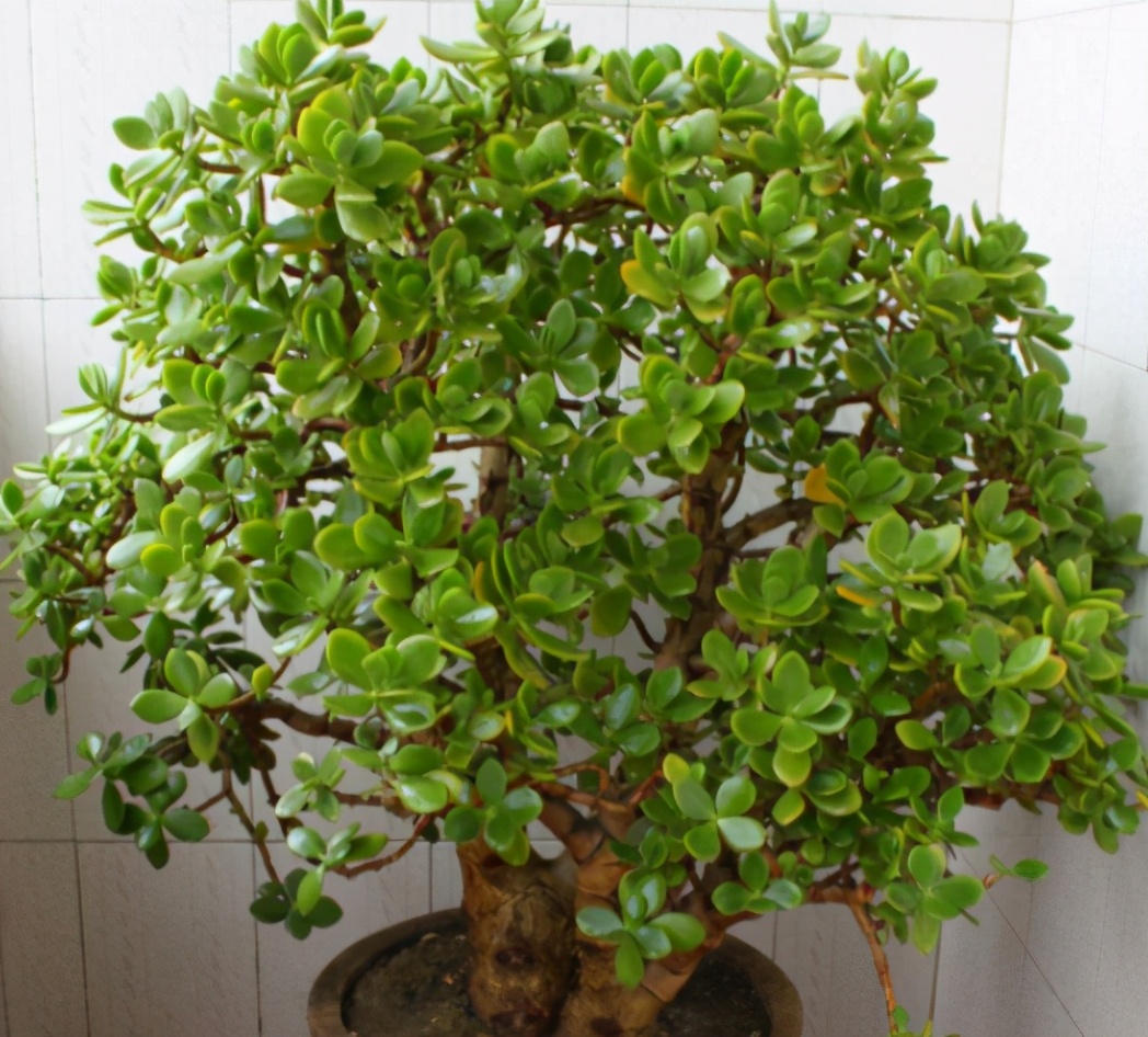 不喜欢小型多肉?养这两种试试,养成树形老桩才好看,而且很好养