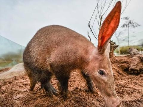 土豚为什么又名"非洲食蚁兽"?看到它长达30厘米的舌头就知道了