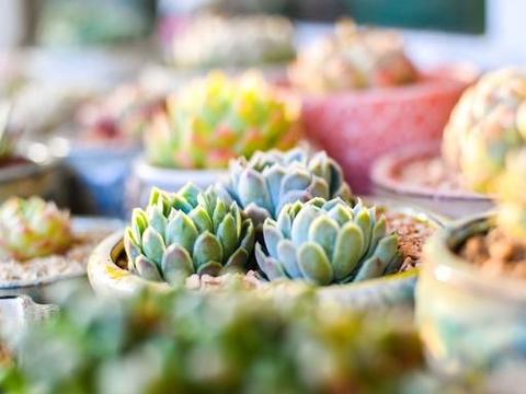 赤玉土和泥炭土都是养多肉的 万能土 因此也常被用来做比较