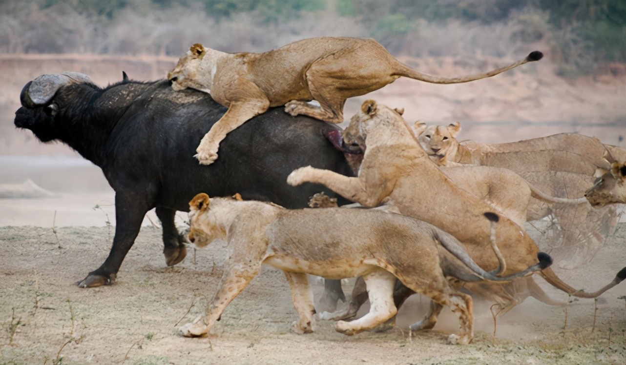 同为大猫的老虎和狮子,为什么一个喜欢独居,一个选择群居?