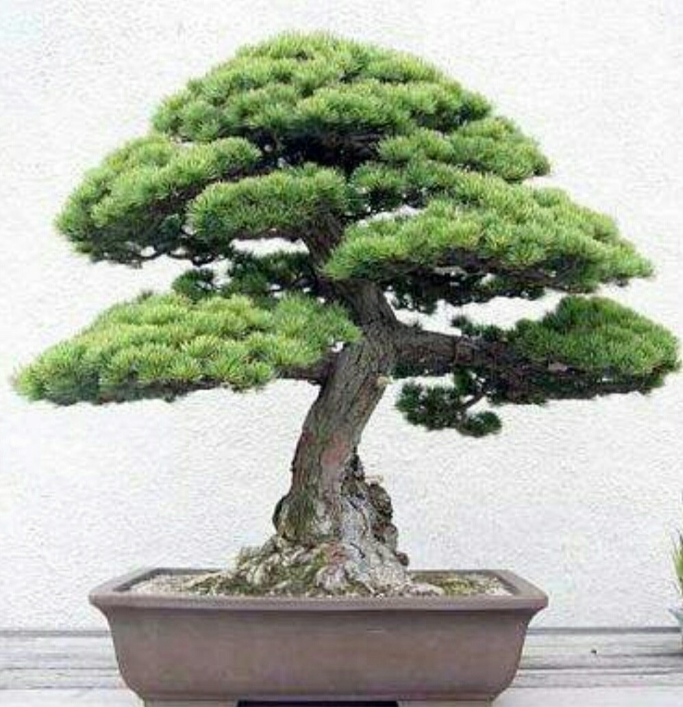 直干式盆景的几个特点,你最喜欢哪个?|造型|盆景|桩形_新浪新闻