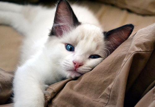 猫咪绝育后性格变化是怎样的有从暴力狂变成淑女的吗