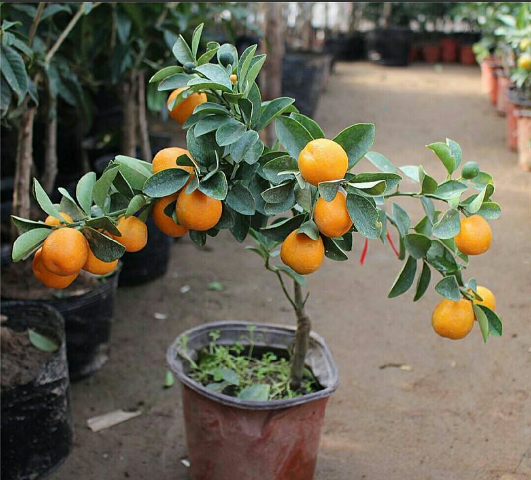 盆栽小金桔养护好了桔子年年挂满枝头